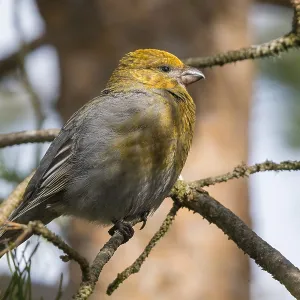 Pine Grosbeak Pine Grosbeak