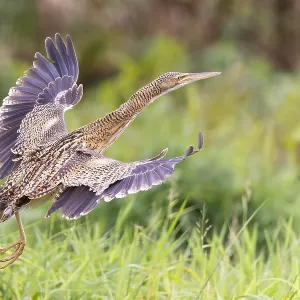 Pinnatus-Bittern, Botaurus pinnatus Pinnatus-Bittern, Botaurus pinnatus