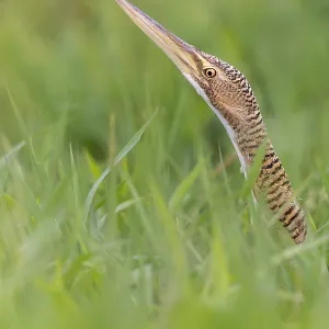 Pinnatus-Bittern, Botaurus pinnatus Pinnatus-Bittern, Botaurus pinnatus