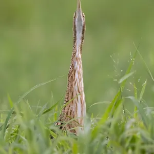 Pinnatflügelschenkel, Botaurus pinnatus Pinnatflügelschenkel, Botaurus pinnatus