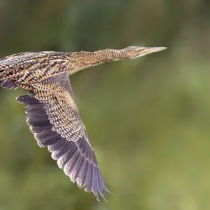 Pfuhlschnepfe, Botaurus pinnatus Pfuhlschnepfe, Botaurus pinnatus