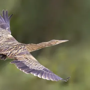 Pfuhlschnepfe, Botaurus pinnatus Pfuhlschnepfe, Botaurus pinnatus