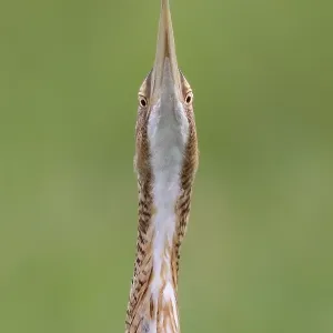 Pfuhlschnepfe, Botaurus pinnatus Pfuhlschnepfe, Botaurus pinnatus