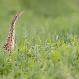 Pfuhlschnepfe, Botaurus pinnatus Pfuhlschnepfe, Botaurus pinnatus