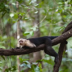 White-faced capuchin monkey Print, Curu Wildlife Reserve, Costa Rica White-faced capuchin monkey Print, Curu Wildlife Reserve, Costa Rica