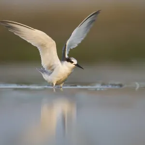 Vermuteter Saunder's-Tern, Sternula saundersi. Vermuteter Saunder's-Tern, Sternula saundersi.