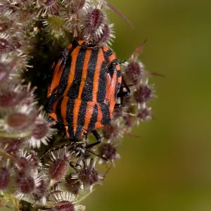 Pyjamawants Striped Shield Bug Print Pyjamawants Striped Shield Bug Print