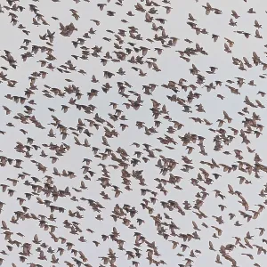 Red-billed Quelea Print - Tanzania Flock Scene