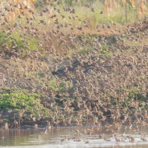 Red-billed Quelea Print: Tanzania Flock