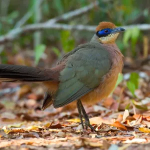 Red-capped Coua Print, a photograph of the bird