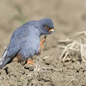 Red-footed Falcon Print - Adult Male in Scratching Motion Red-footed Falcon Print - Adult Male in Scratching Motion