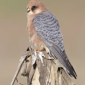 Red-footed Falcon Print - Adult Female Perched on Corn Plant Red-footed Falcon Print - Adult Female Perched on Corn Plant