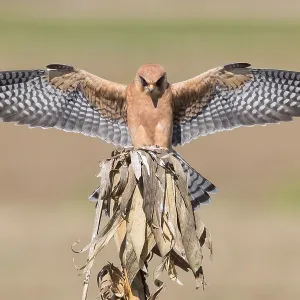 Red-footed Falcon Print: Adult Female on Dead Corn Plant Red-footed Falcon Print: Adult Female on Dead Corn Plant