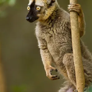 Rotvordernabe-Brown-Lemur, Eulemur rufifrons Rotvordernabe-Brown-Lemur, Eulemur rufifrons