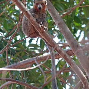 Rotgesichtslangur, Eulemur rufifrons Rotgesichtslangur, Eulemur rufifrons