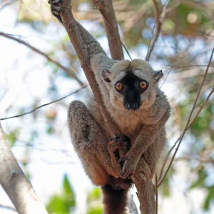 Rotbauchmaki, Eulemur rufifrons Rotbauchmaki, Eulemur rufifrons