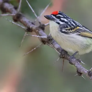 Rotbauch-Tinkerfink, Pogoniulus pusillus. Rotbauch-Tinkerfink, Pogoniulus pusillus.