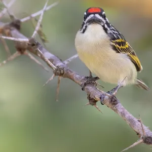Rotstirn-Tinkabell, Pogoniulus pusillus Rotstirn-Tinkabell, Pogoniulus pusillus