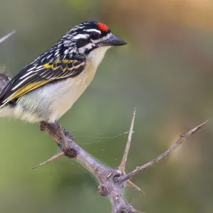 Rotstirn-Tinkerfink, Pogoniulus pusillus Rotstirn-Tinkerfink, Pogoniulus pusillus