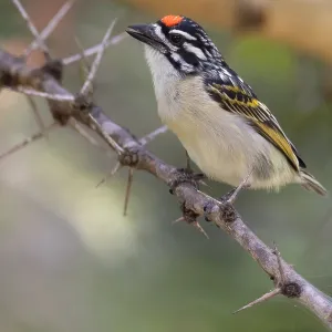 Rotbauch-Tinktubina, Pogoniulus pusillus Rotbauch-Tinktubina, Pogoniulus pusillus