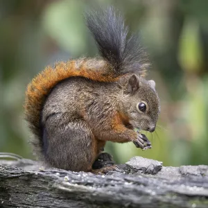 Erdhörnchen mit roter Schwanzschuppe (Sciurus granatensis) Erdhörnchen mit roter Schwanzschuppe (Sciurus granatensis)