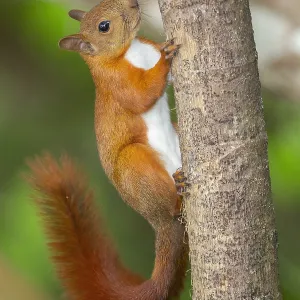 Erdhörnchen mit roter Schwanzschuppe (Sciurus granatensis) Erdhörnchen mit roter Schwanzschuppe (Sciurus granatensis)