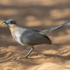 Print of Running Coua in Semiarid Lowland Forest Print of Running Coua in Semiarid Lowland Forest