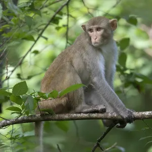 Singe Rhésus Singe Rhésus