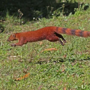 Print of Ring-tailed Mongoose (Galidia elegans) in Madagascar Print of Ring-tailed Mongoose (Galidia elegans) in Madagascar