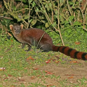 Print of Ring-tailed Mongoose (Galidia elegans) in Madagascar Print of Ring-tailed Mongoose (Galidia elegans) in Madagascar