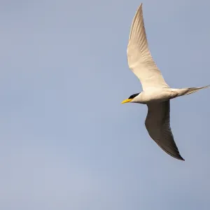 Fluss-Tern, Sterna aurantia Fluss-Tern, Sterna aurantia
