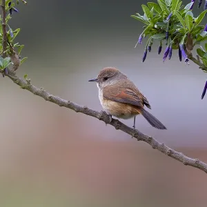 Roodbuikcanastero, Rusty-vented Canastero, Asthenes dorbignyi Roodbuikcanastero, Rusty-vented Canastero, Asthenes dorbignyi