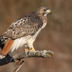 Roodstaartbuizerd, Rotflügelschwalbe, Buteo jamaicensis Roodstaartbuizerd, Rotflügelschwalbe, Buteo jamaicensis