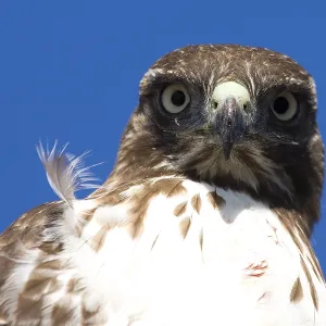 Roodstaartbuizerd, Rotfuchsweih, Buteo jamaicensis Roodstaartbuizerd, Rotfuchsweih, Buteo jamaicensis