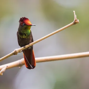 Ruby Topaz Hummingbird Print Ruby Topaz Hummingbird Print