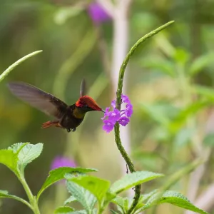 Ruby Topaz Hummingbird Print, Caribbean Bloom Ruby Topaz Hummingbird Print, Caribbean Bloom