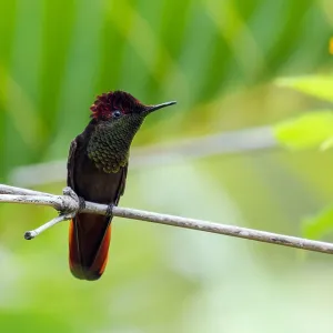 Ruby Topaz Hummingbird Print Ruby Topaz Hummingbird Print