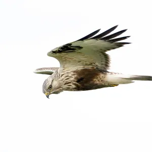 Rough-legged Buzzard Print - Buteo lagopus Image
