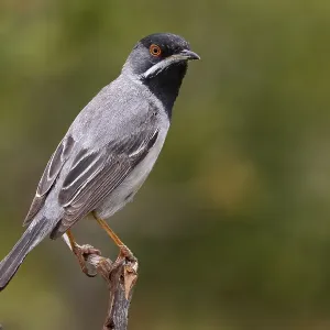 Rüppells Grasmus, Rüppells Schlagammer, Sylvia rueppelli Rüppells Grasmus, Rüppells Schlagammer, Sylvia rueppelli