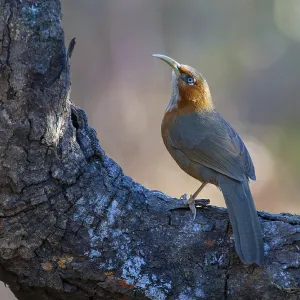 Rusty-cheeked Scimitar Babbler Print from Pangot, Himalayan Foothills Rusty-cheeked Scimitar Babbler Print from Pangot, Himalayan Foothills
