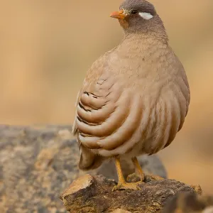Sandammerl