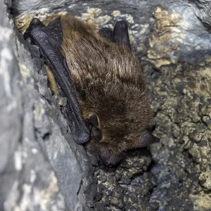 Serotine Bat Print, Modave Cave, Belgium Serotine Bat Print, Modave Cave, Belgium