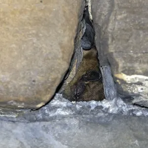 Serotine Bat Print, Yvoir Tunnel Wintering Serotine Bat Print, Yvoir Tunnel Wintering