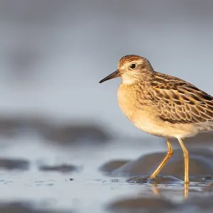 Scharfzungenschnäpper, Calidris acuminata