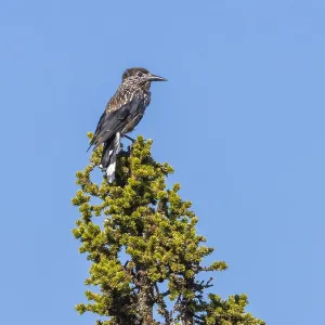 Slender-billed Spotted Nutcracker Print, Ural Ridge Pine Tree Scene Slender-billed Spotted Nutcracker Print, Ural Ridge Pine Tree Scene