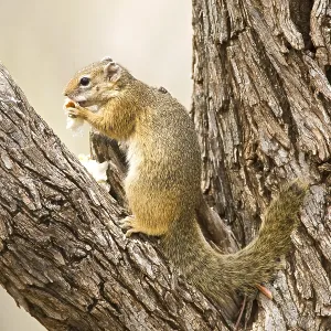 Smith's Bush Squirrel Print Smith's Bush Squirrel Print