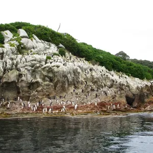 Snares Penguin Print: A Colony on The Snares Island Group Snares Penguin Print: A Colony on The Snares Island Group