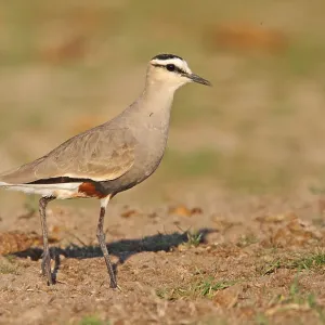 Avetorvo sociable, Vanellus gregarius. Avetorvo sociable, Vanellus gregarius.