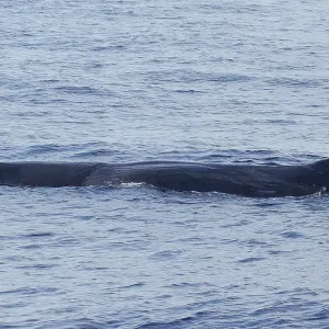 Sperm Whale Print, Toulon 2022 Sperm Whale Print, Toulon 2022