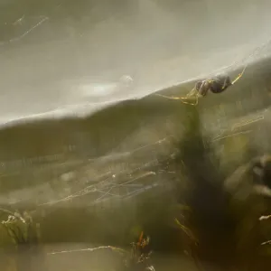 Spider in Print, a Spider's Web Spider in Print, a Spider's Web